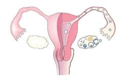 卵巢早衰服用激素9年终于怀孕了（附最佳恢复方法）